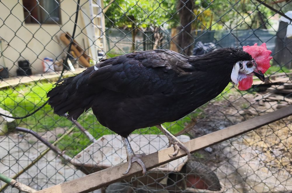 Leghorn , Cara de palhaço, Andaluza