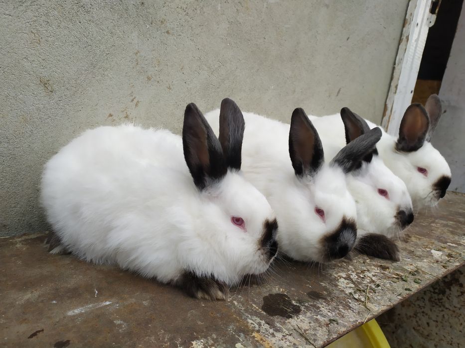 Продаю кролі каліфорнія самки, самці