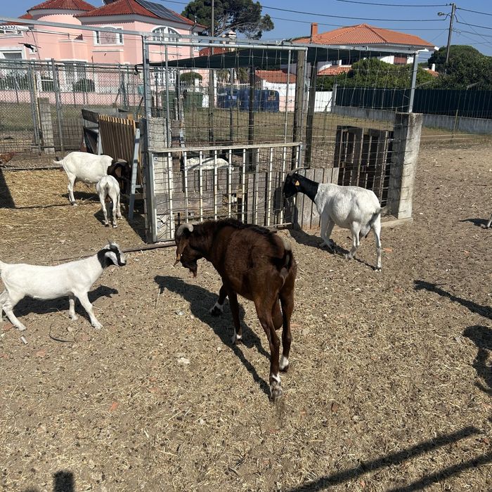 Cabras  com crias e chibo