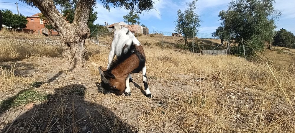 Cabrito Anão 6 meses
