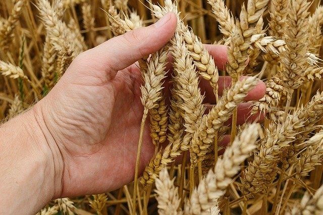 Купити насіння пшениці озимої