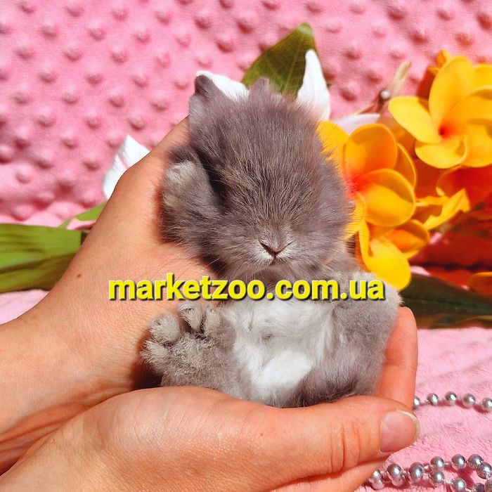 карликовый мини мiнi mini кролик карликовые кролики серебро шиншила