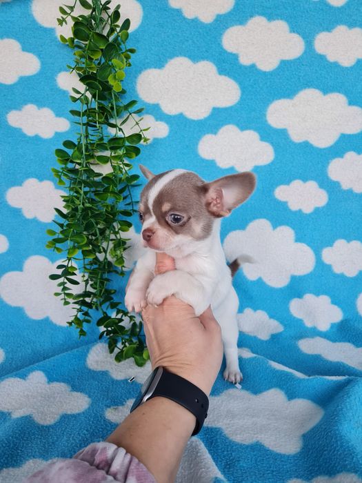 Estupenda mini menina chihuahua/chiuaua de Qualidade,LinhagemRussa