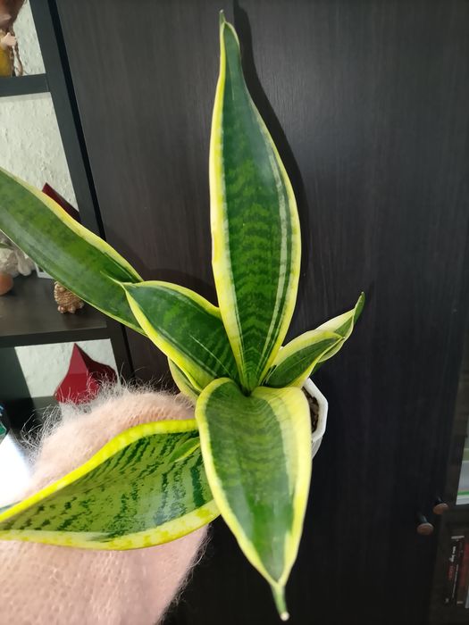 Сансевієрія. Поділка. Сансев'єрія