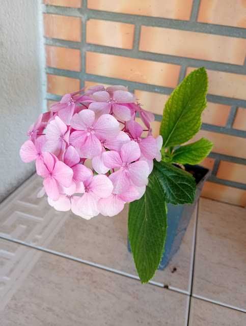 Venda de Plantas Variadas – Ornamentais e de Cultivo