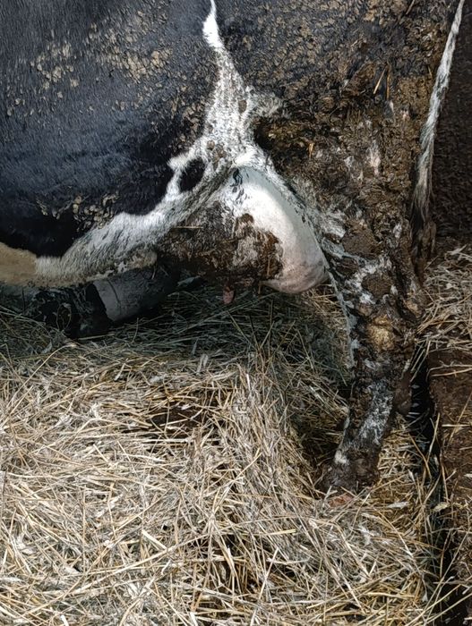 Sprzedam krowy mleczne