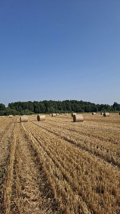 Słoma pszenna bele 120