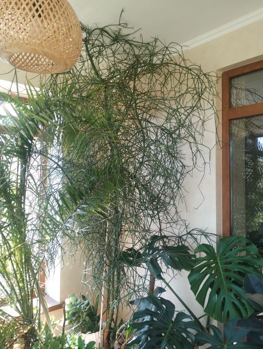 Вазони. Великий вибір.