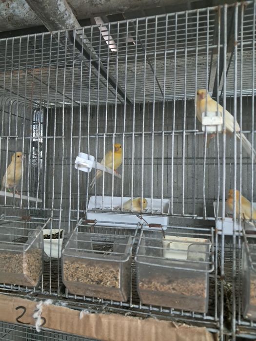 Compro LOTES  de canarios