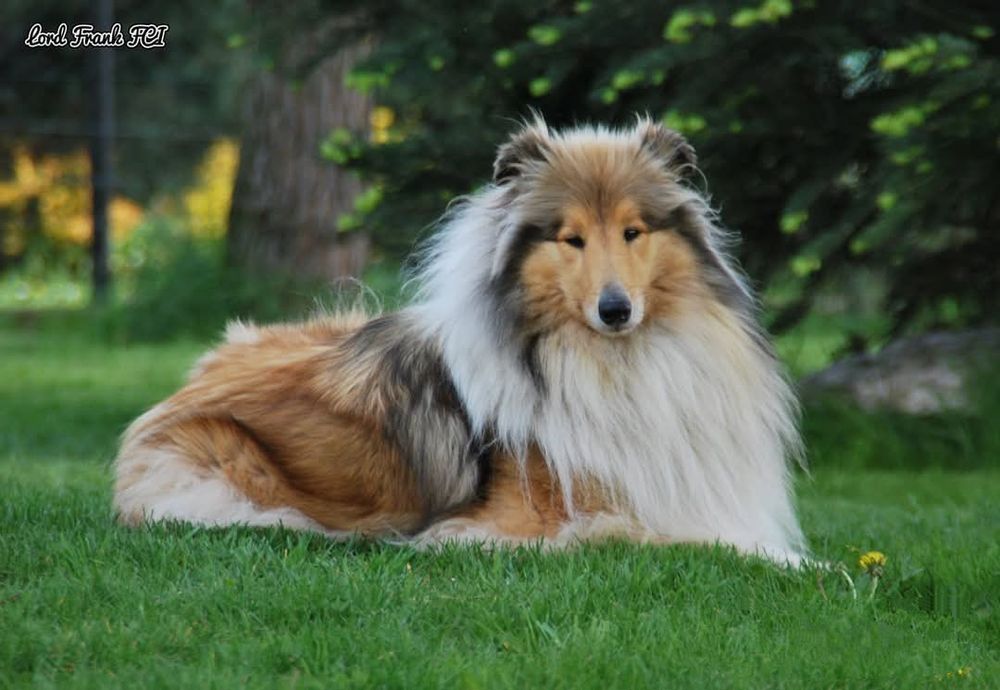 Owczarek szkocki collie ZKwP FCI