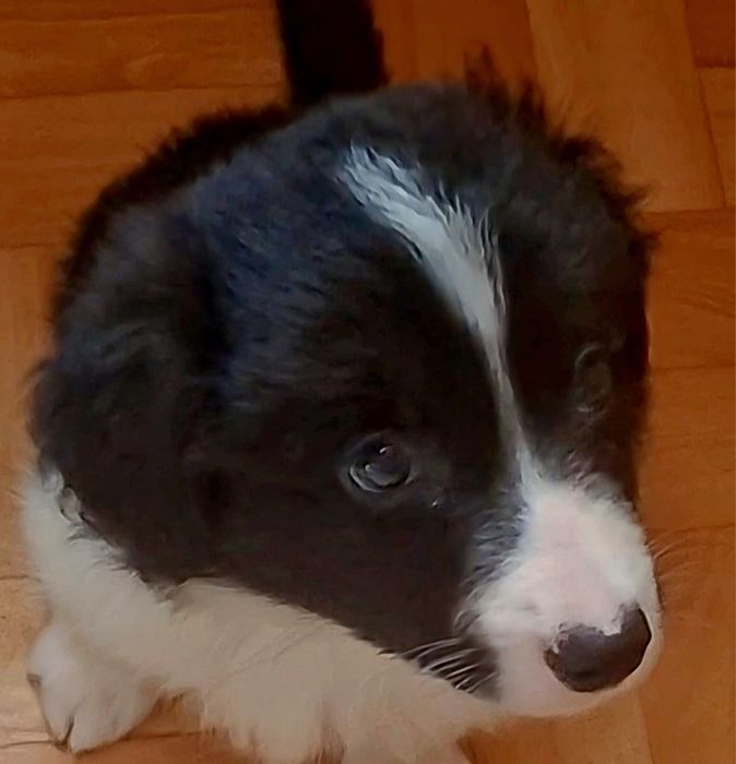 Suczka Border Collie