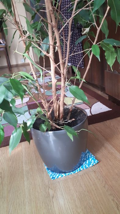 Fikus Benjamin 140 cm z donica