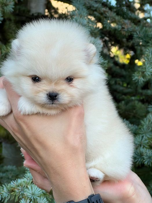 Pomeranian mini boo dziewczynka