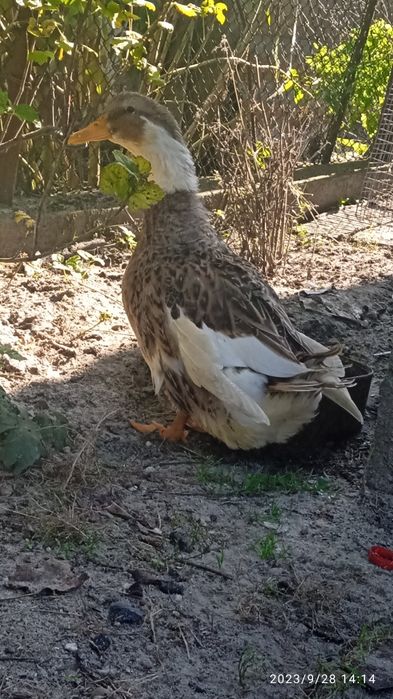 Продам Качки мулард