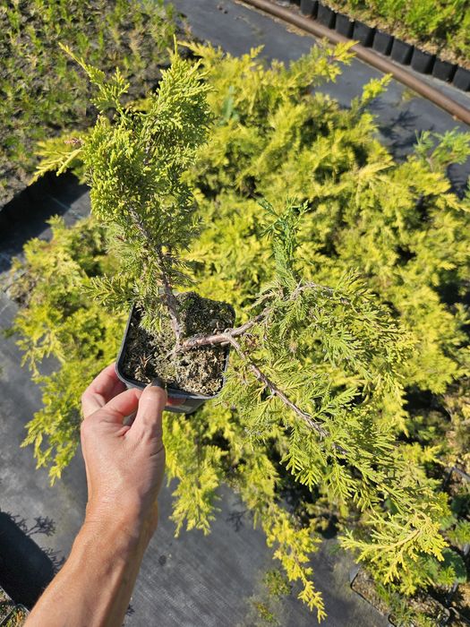 jałowiec chiński King of spring w pojemniku p9 sadzonka tuja tuje