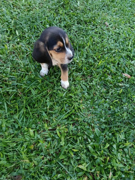 Beagle macho belíssimo