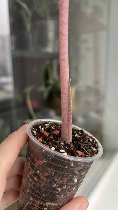 Блек Джек (Циртосперма)