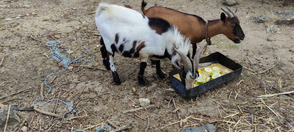 Casal cabras anas