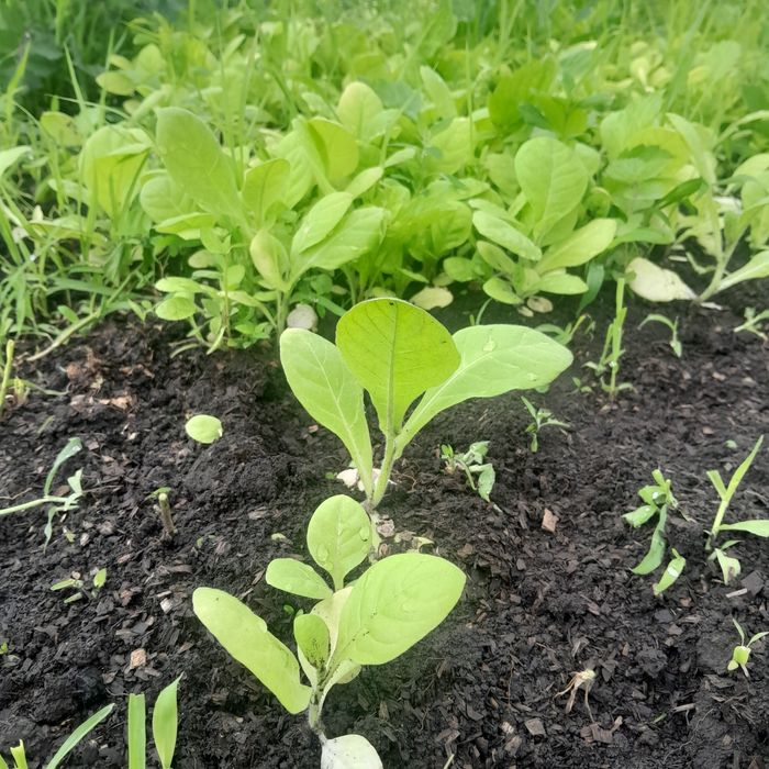 Продам молоду картоплю