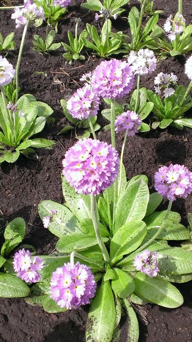 Примула  дрібнозубчата ( Пон Пон)