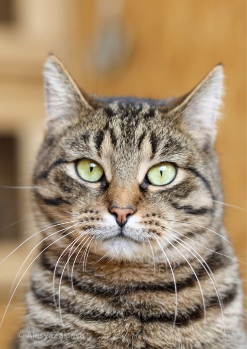 Малышь хитрышь ищет дом, Лука, 2 года