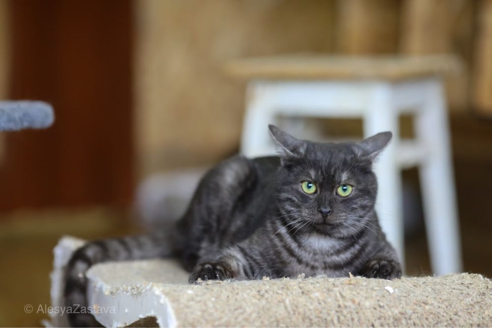Басти, чорный красавец кот, шикарный 1 год