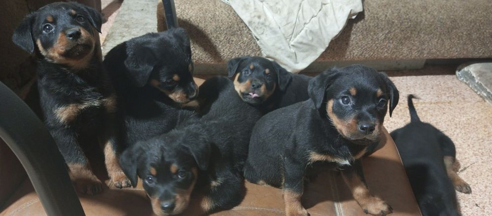 Щенки Ротвейлера