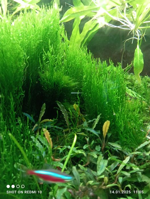 Мох ''Полум'я'' в акваріум.