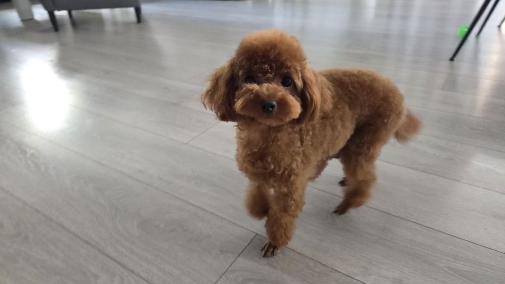 Pudel toy mała suczka badania