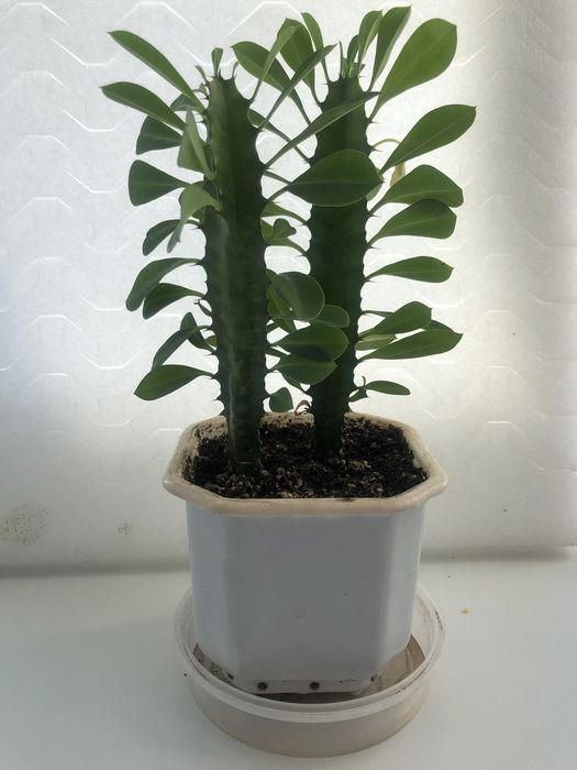 Молочай трехгранный / Euphorbia trigona (Эуфорбия