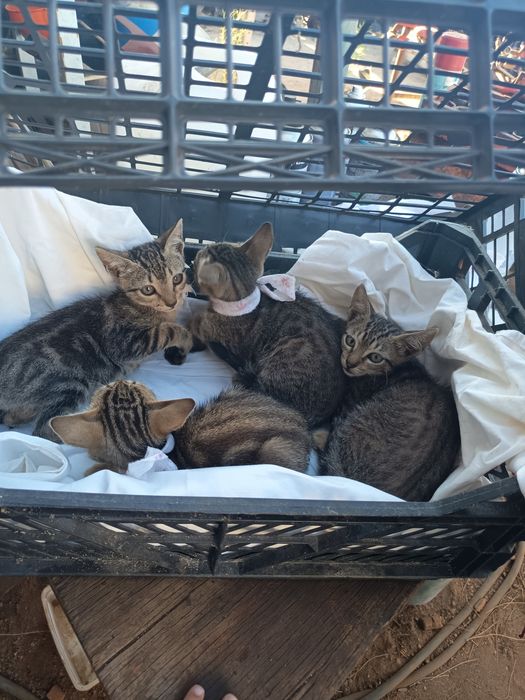 Gatinhos para adoção