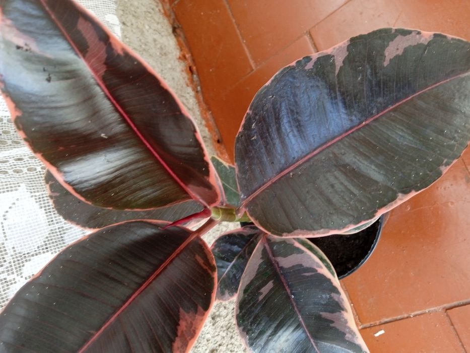 Продам вазонок фікус Рубін..