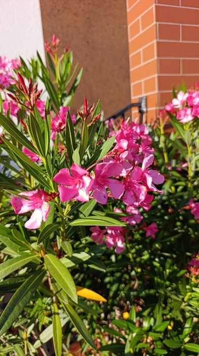 Oleander kwitnący
