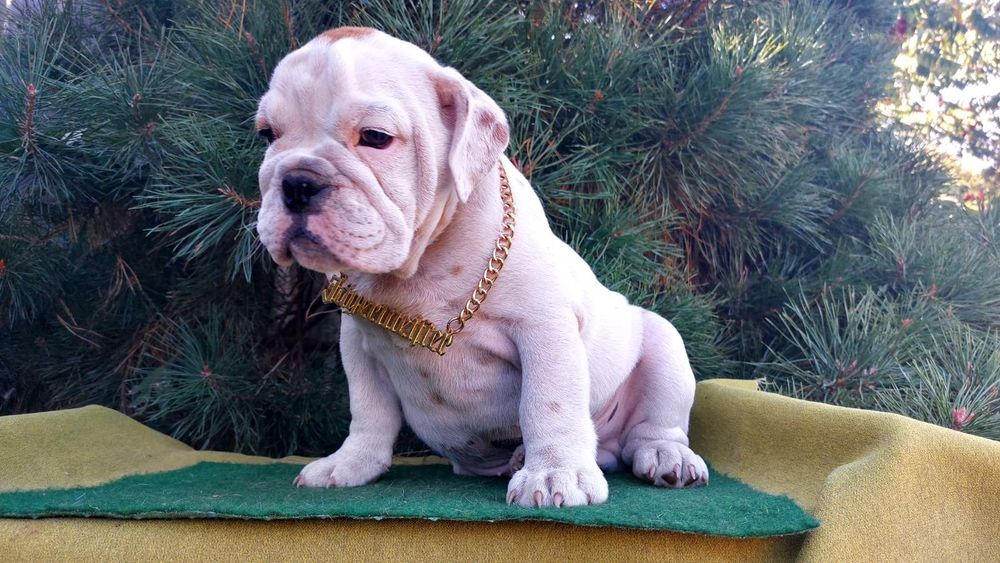 Потужні англічані