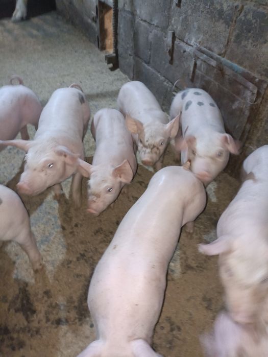 Поросята п'єтрен