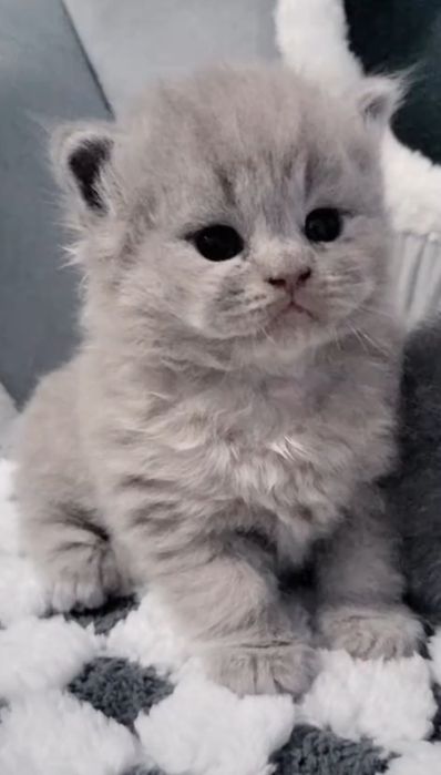 Macho British Longhair lilac