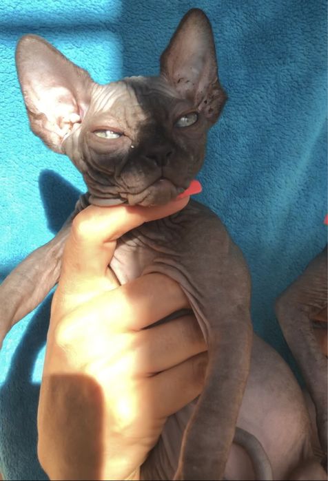 Dostępny w hodowli kociaki. Biały Czarny na Już ‼️ Wwa Sfinks • Sphynx