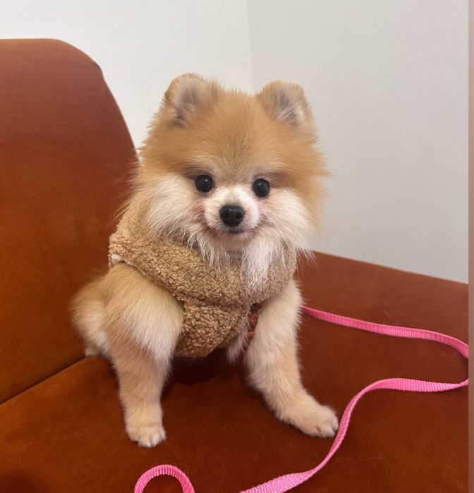 Шпіц  міні, вʼязка