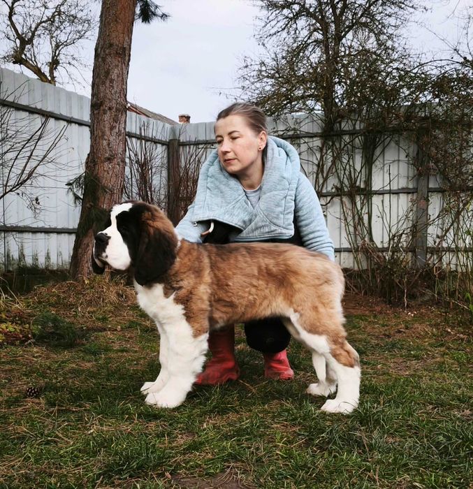 Długowłosa piękna dziewczynka Bernardyn . Rodowod FCI