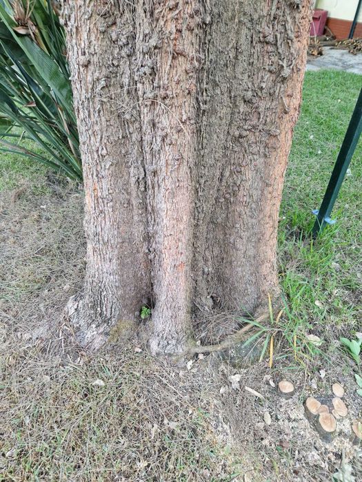 Triturador de cepos - Destroçador / Destoconadora - remoção de troncos / Tree stump grinder