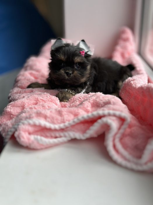 Кукольні міні цуценята йорки. Веселі , милі та лагідні. З паспортом,.