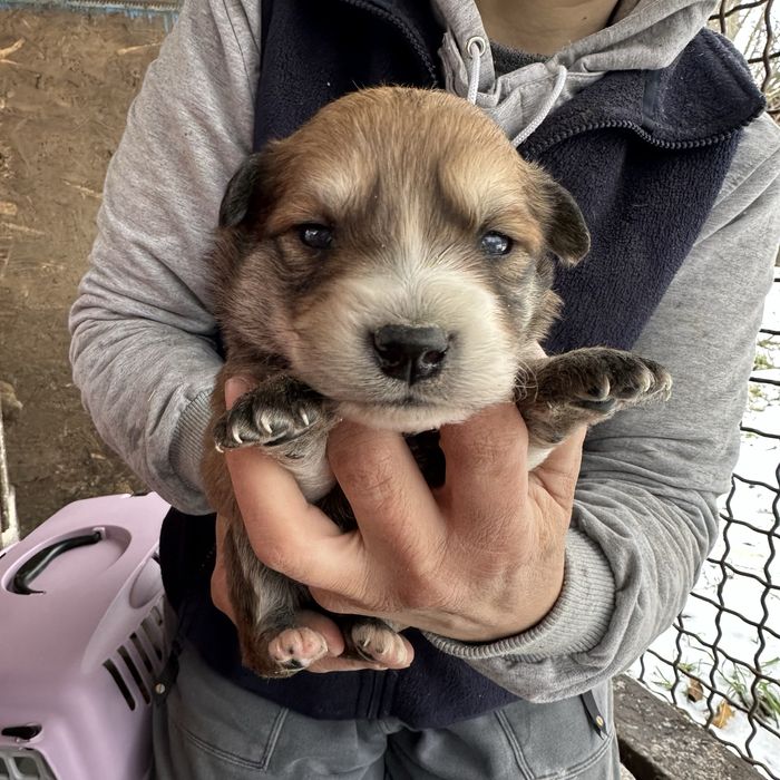 Малеча шукаю дім