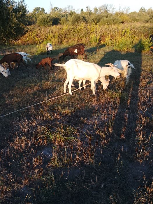 Chibo bom para cobrição