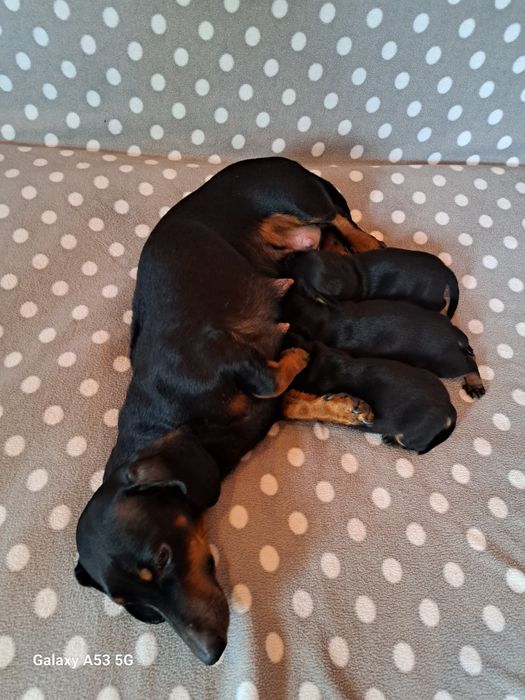 Продаються цюценята кролічої такси