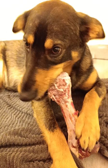 Bibi uma cadela muito amorosa!