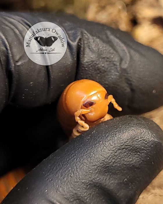 Spirostreptus sp. Tanzania, Krocionogi Wije isopody