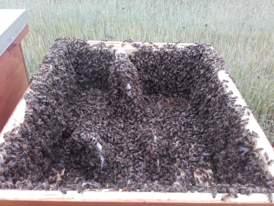 Matki pszczele Krainka Słowenka nieunasiennione