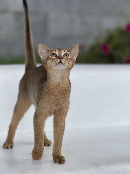 Шикарний хлопчик чекає на люблячу родину