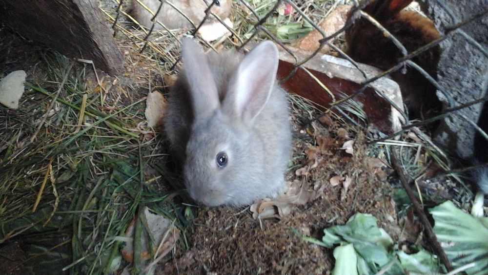 Króliki sprzedam, cena za kg żywca.