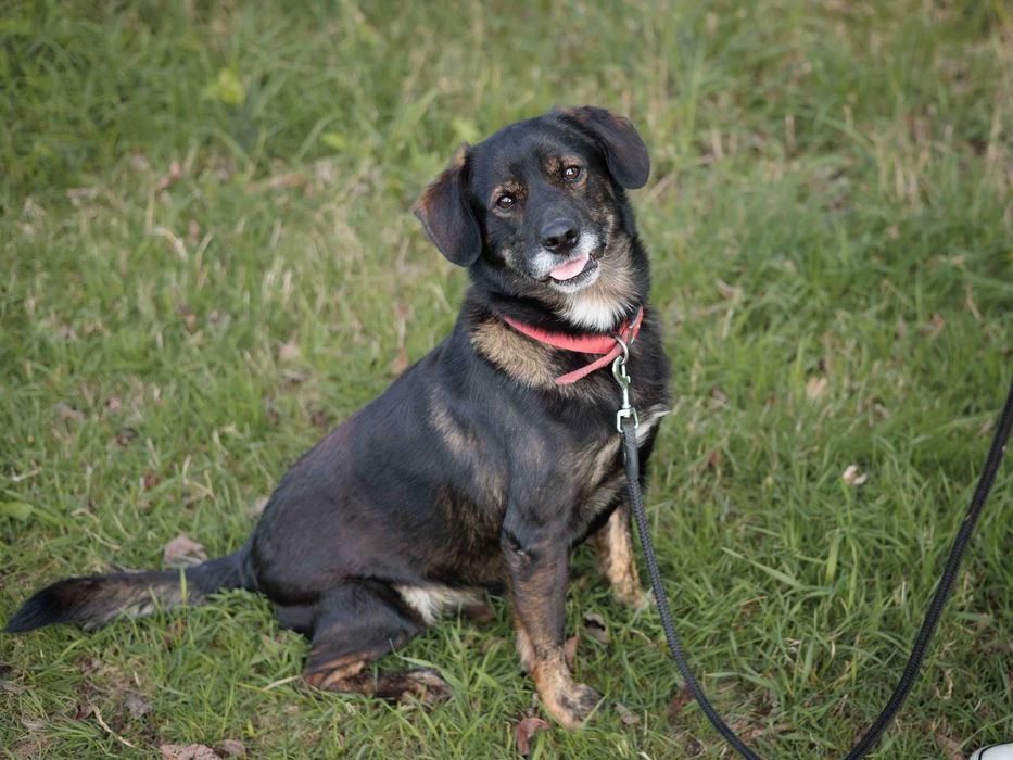 Adoptuj cudownego OZZYEGO!